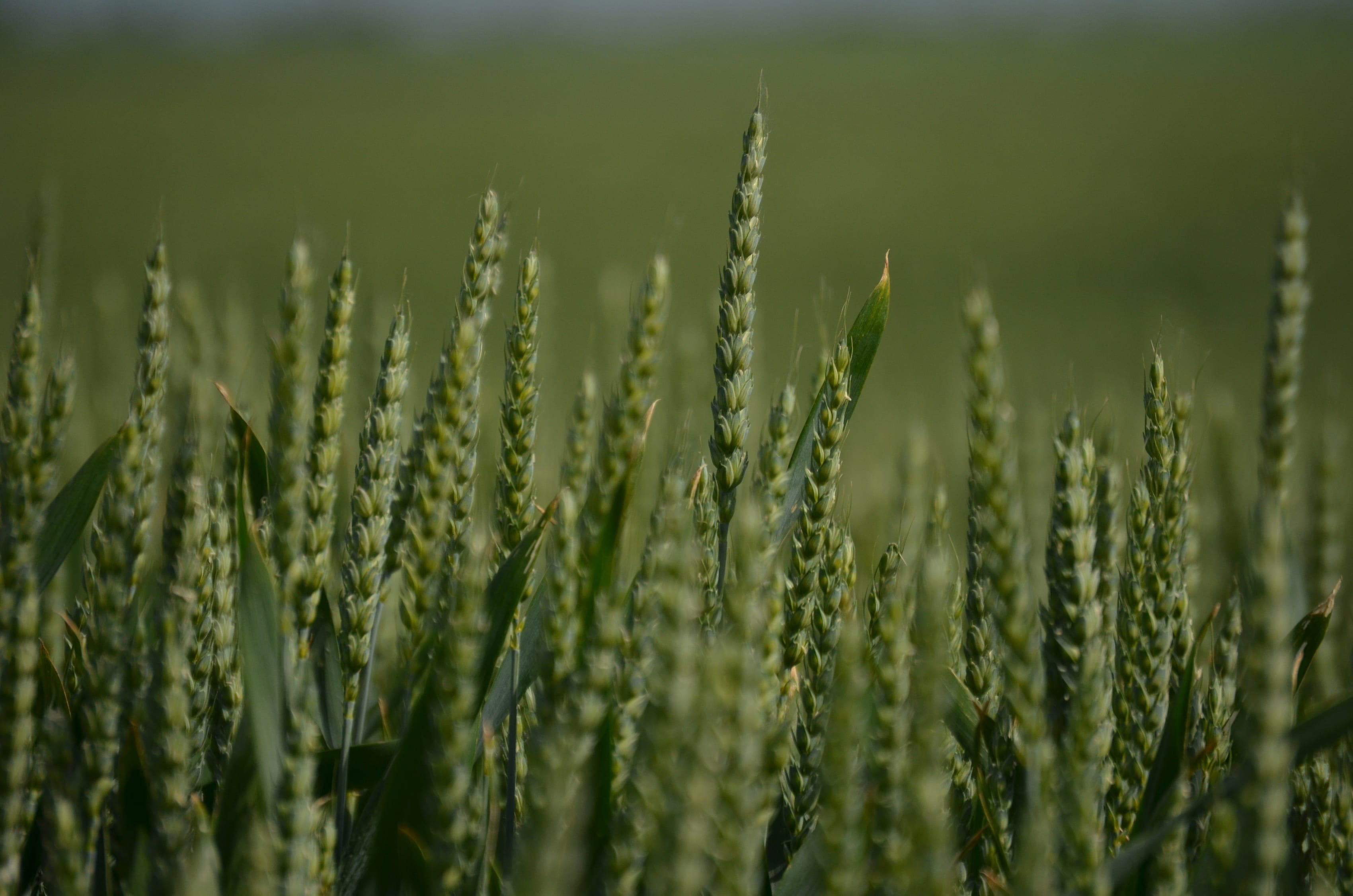 Close-up of wheat ears in a field measured with ScanSpectrum