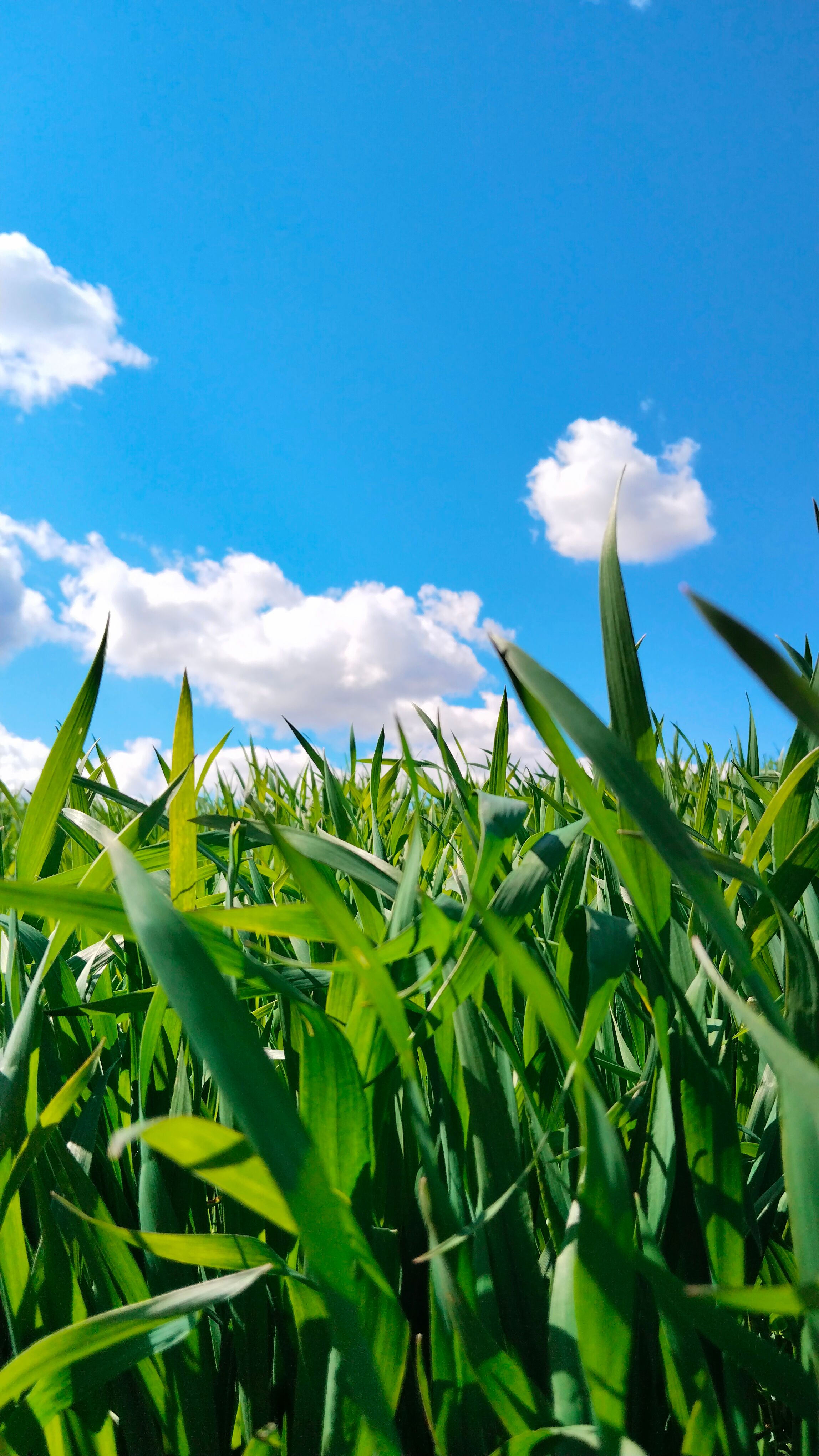 ScanSpectrum measurement in a crop field